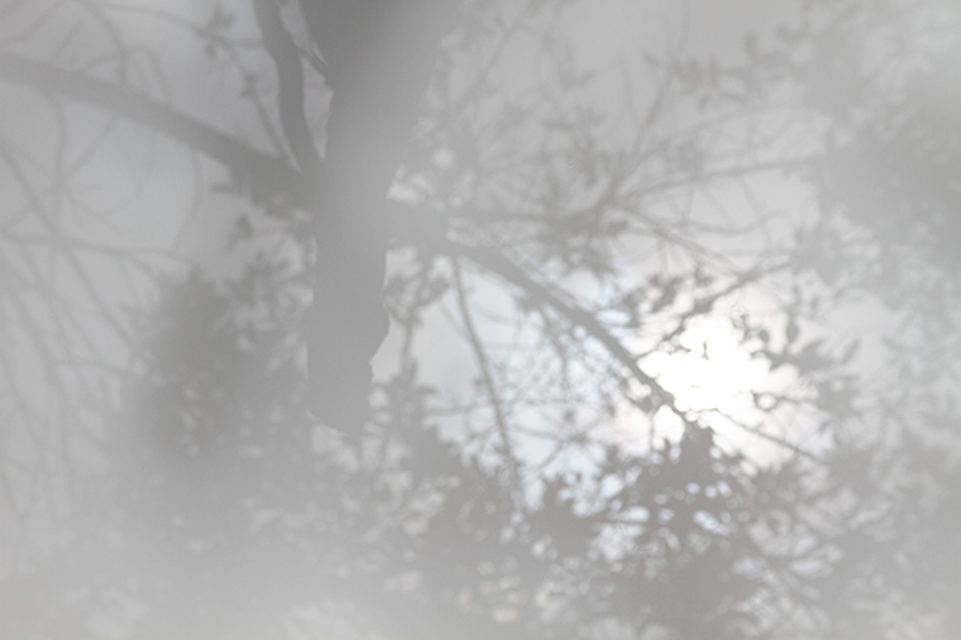 Reminicencias - Tania Ausecha